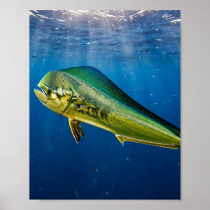Florida Man Mahi Mahi Offshore Deep Blue Fishing Poster