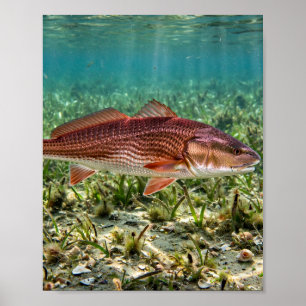 Florida Man Redfish Roter Trommler Florida Gras Fl Poster