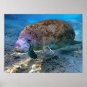Florida Manatee am Crystal River FL Poster (Vorne)
