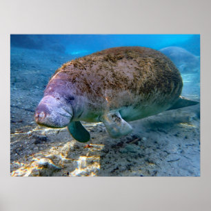Florida Manatee bei Crystal River FL Poster