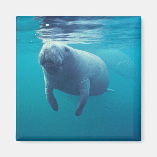 Florida Manatee Magnet (Vorne)