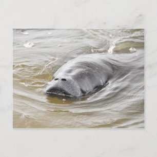 Florida Manatee Ormond Beach Postcard Postkarte