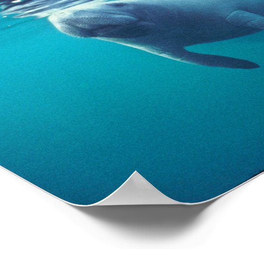 Florida Manatee Poster (Ecke)