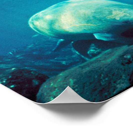 Florida Manatee Poster (Ecke)