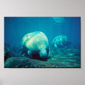 Florida Manatee Poster (Vorne)