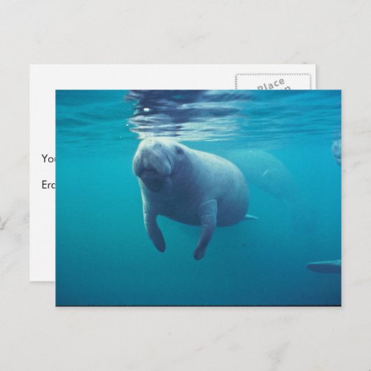 Florida Manatee Postkarte (Vorne/Hinten)