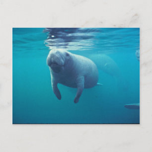Florida Manatee Postkarte