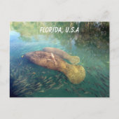 Florida Manatee und Baby Postkarte (Vorderseite)