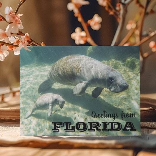 Florida Manatee und Baby Postkarte