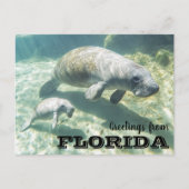 Florida Manatee und Baby Postkarte (Vorderseite)