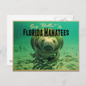 Florida Manatees Postkarte (Vorne/Hinten)