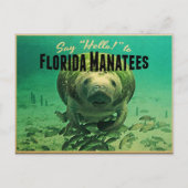 Florida Manatees Postkarte (Vorderseite)