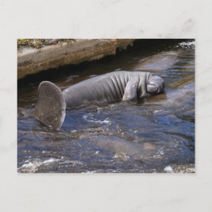 Florida Manatees (Trichechus manatus latirostris) Postkarte