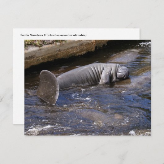 Florida Manatees (Trichechus manatus latirostris) Postkarte (Vorne/Hinten)