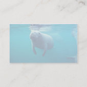 Florida-Manatis Visitenkarte (Rückseite)