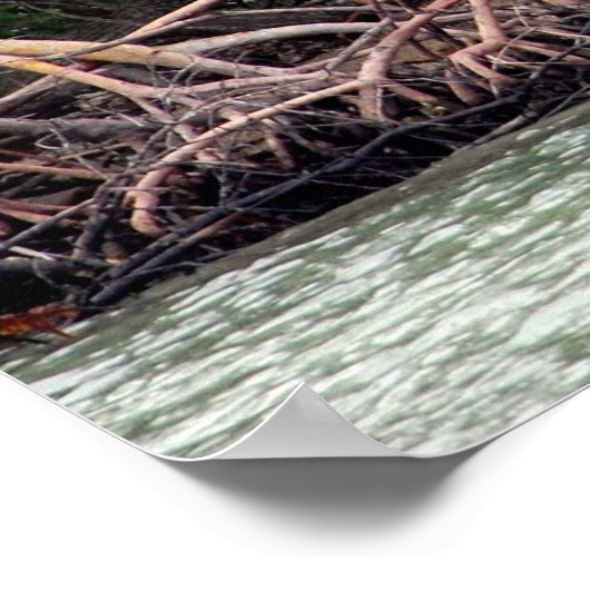 Florida Mangroves Poster (Ecke)