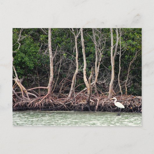 Florida Mangroves Postkarte (Vorderseite)