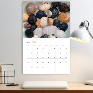 Florida-Meeresschnecken-Fotokalender Band 2 Kalender
