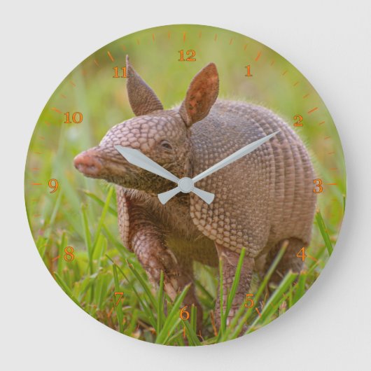 Florida Nine-banded armadillo close-up Große Wanduhr (Vorderseite)
