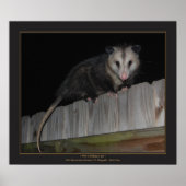Florida Opossum Poster (Vorne)