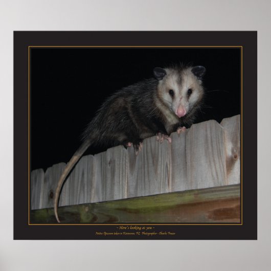 Florida Opossum Poster (Vorne)