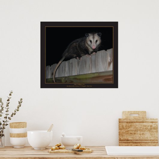 Florida Opossum Poster (Küche)