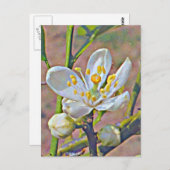 Florida Orange Blossom Postkarte (Vorne/Hinten)