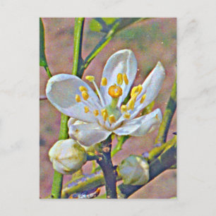 Florida Orange Blossom Postkarte