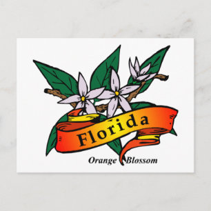 Florida Orange Blossom Postkarte