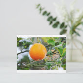 Florida Orange Postkarte (Stehend Vorderseite)