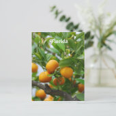 Florida Orange Postkarte (Stehend Vorderseite)