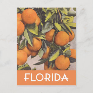 Florida-Orangen Vintage-Illustration Postkarte