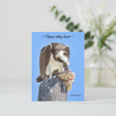 Florida Osprey Falken Fisch Fisch Postcard Postkarte (Stehend Vorderseite)