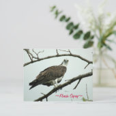 Florida Osprey Postcard Postkarte (Stehend Vorderseite)