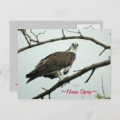 Florida Osprey Postcard Postkarte (Vorne/Hinten)