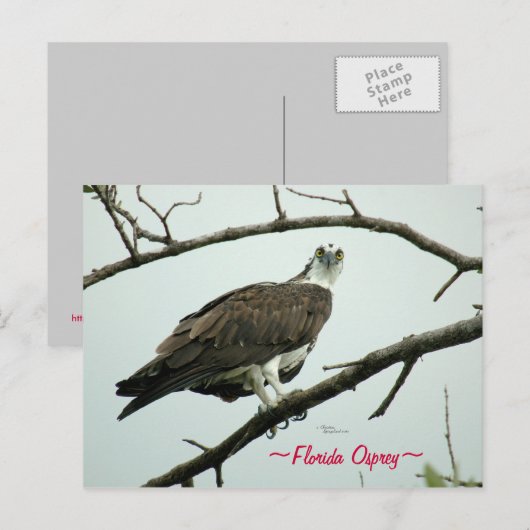 Florida Osprey Postcard Postkarte (Vorne/Hinten)