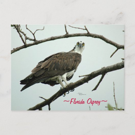 Florida Osprey Postcard Postkarte (Vorderseite)