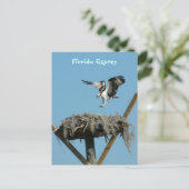 Florida Osprey Postcard Postkarte (Stehend Vorderseite)