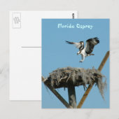 Florida Osprey Postcard Postkarte (Vorne/Hinten)