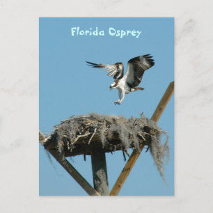 Florida Osprey Postcard Postkarte
