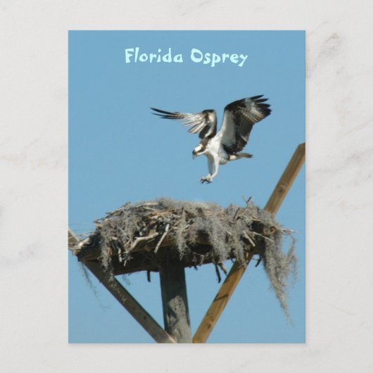 Florida Osprey Postcard Postkarte (Vorderseite)