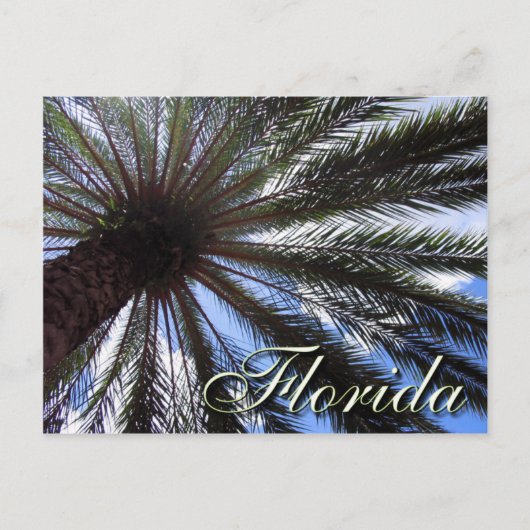 Florida Palm Postkarte (Vorderseite)