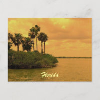 Florida Palm Tree Reverie