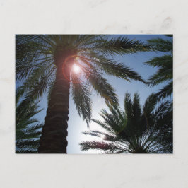 Florida Palm Trees in der Sun Post Karte