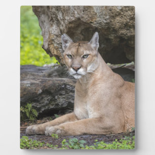 Florida Panther 8 x 10 mit Easel Fotoplatte
