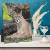 Florida Panther 8 x 10 mit Easel Fotoplatte (Seite)