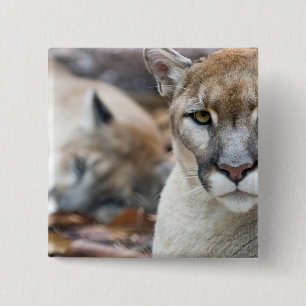 Florida Panther Button