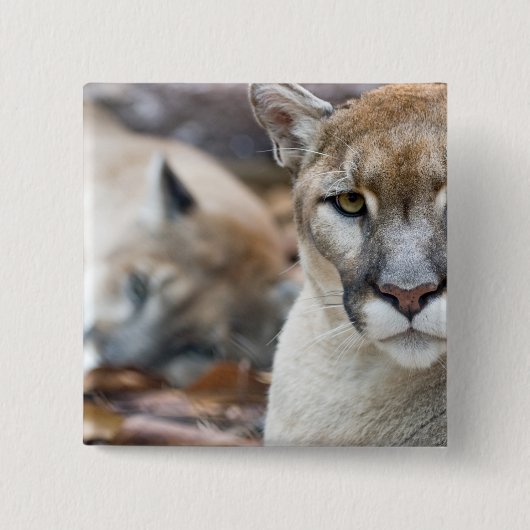 Florida Panther Button (Vorderseite)