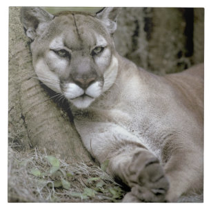 Florida-Panther, Felis concolor coryi, Fliese