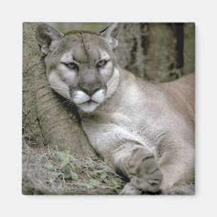 Florida-Panther, Felis concolor coryi, Magnet
